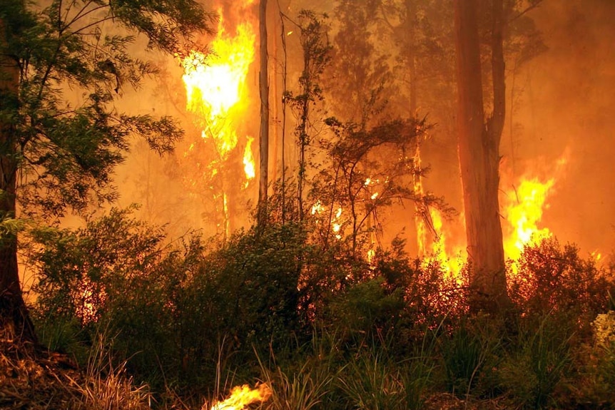 A bushfire burns out of control near Northcliffe.