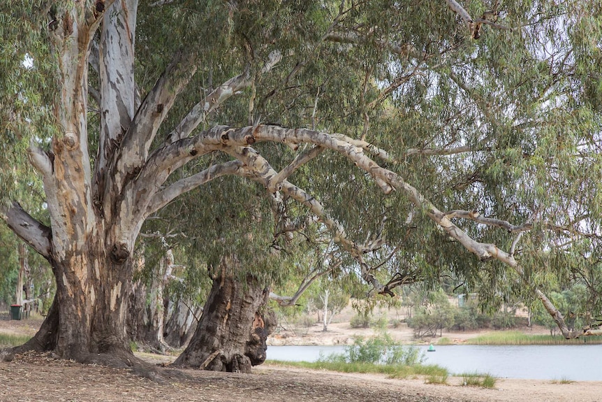 A large red gum tree with overhanging branches alongside a river. 