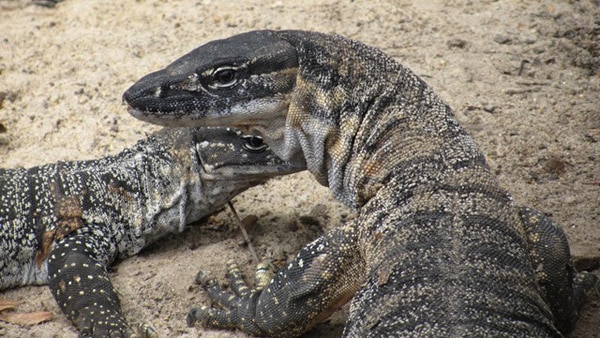 Heath goannas.