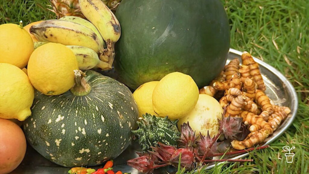 Growing Tumeric - Gardening Australia