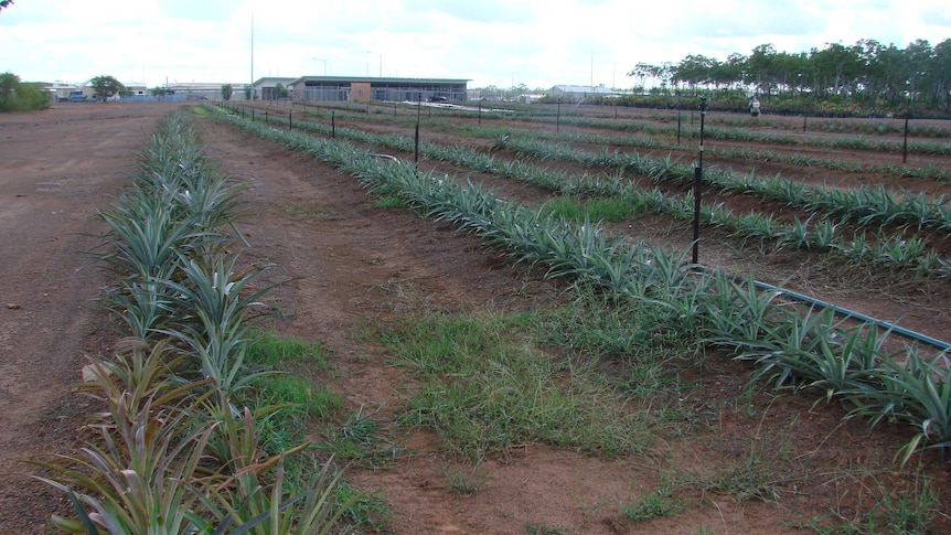 Rows of pineapples at the prison farm