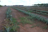 Rows of pineapples at the prison farm