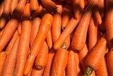 close up of harvested carrots
