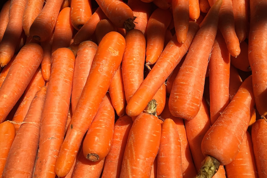 close up of harvested carrots