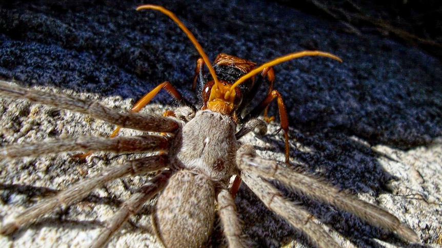 A spider wasp drags its paralysed Huntsman back to the nest.