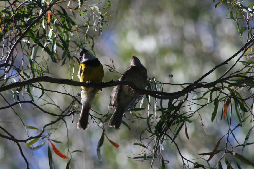 A pair of golden whistler birds in a tree