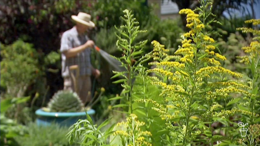 Yellow-flowered plant with man watering garden in background