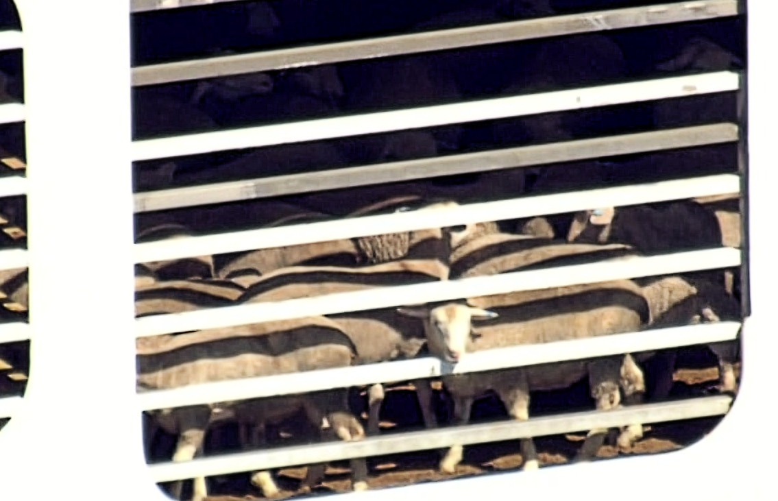 A sheep sticks its head through the bars of a window of the ship.