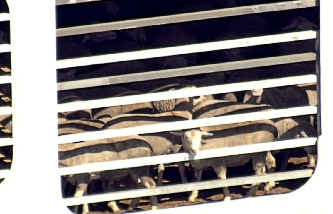 Stranded Livestock Ship MV Bahijah With 16,000 Animals On Board Denied ...