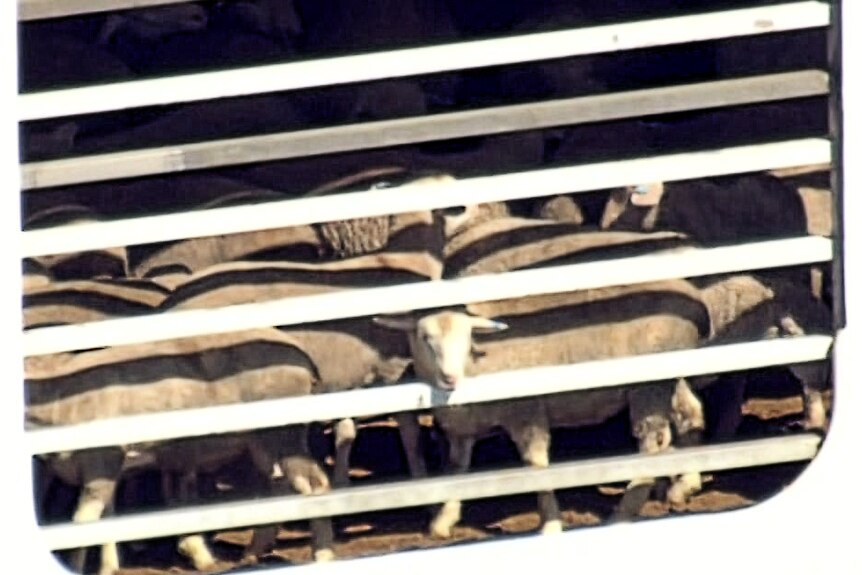 A sheep sticks its head through the bars of a window of the ship.