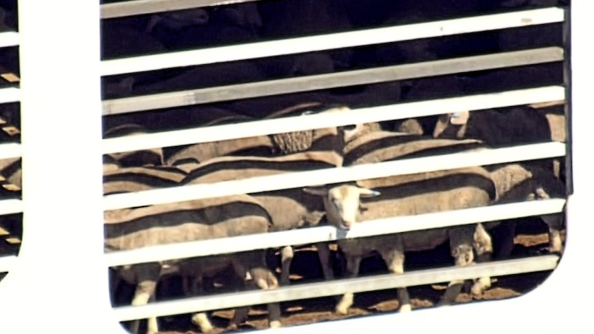 A sheep sticks its head through the bars of a window of the ship.