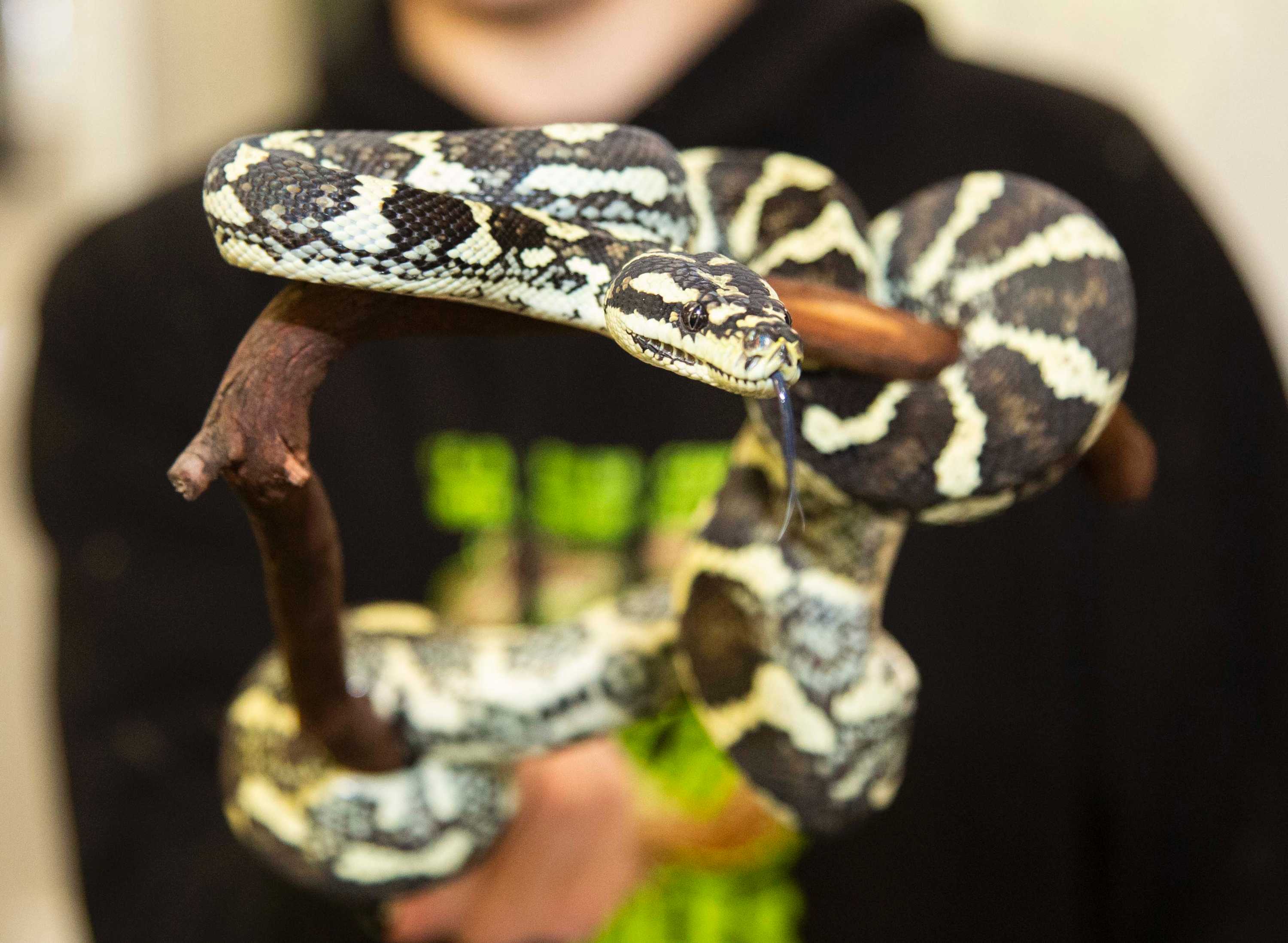 Reptiles found in socks, rice cookers during international smuggling ...