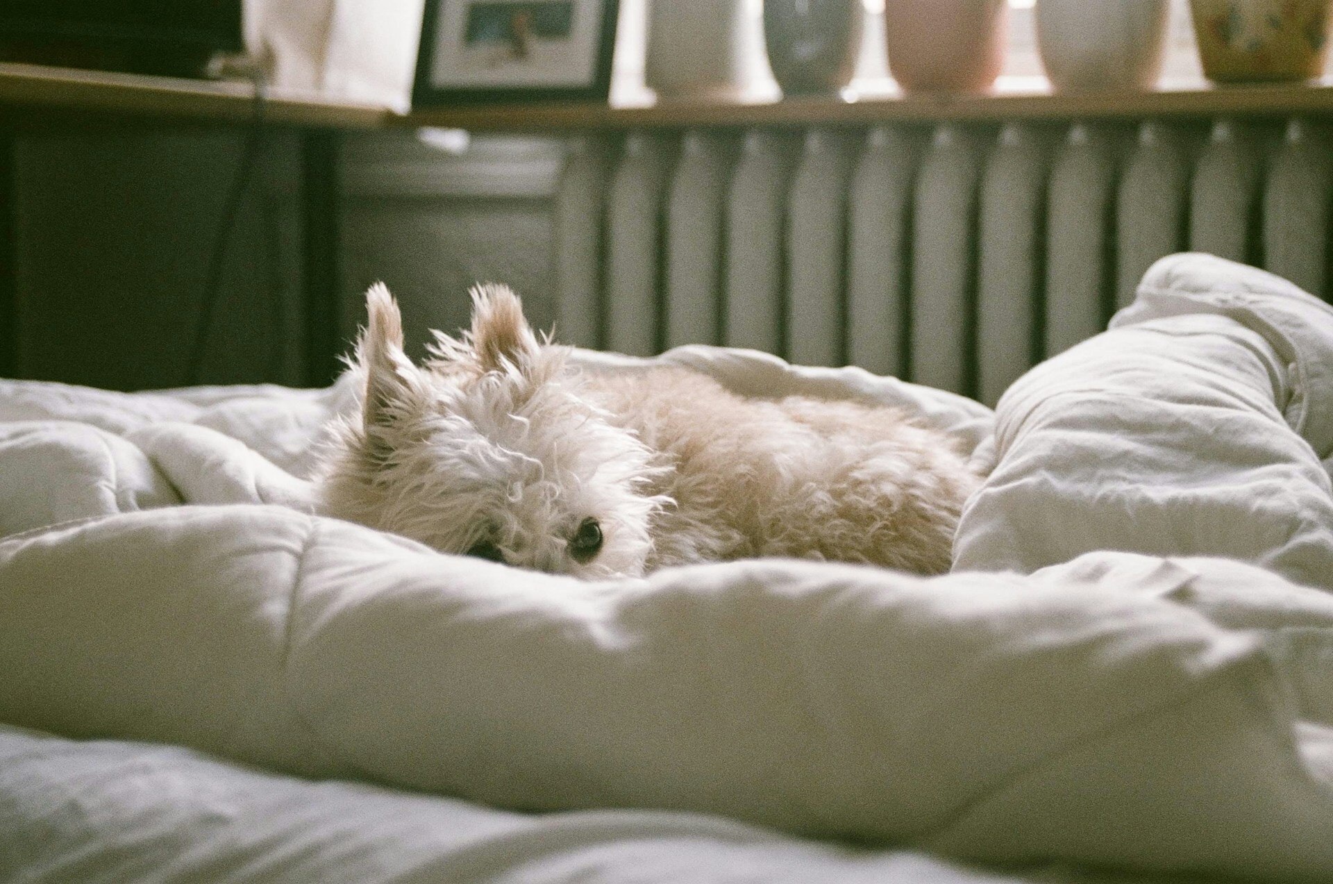 A little white dog lying in a bed on a white doona.