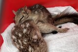 A small brown quoll with white spots climbs on top of its mother in a red crate