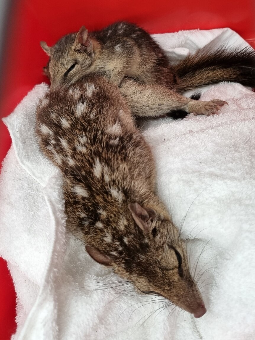 A small brown quoll with white spots climbs on top of its mother in a red crate