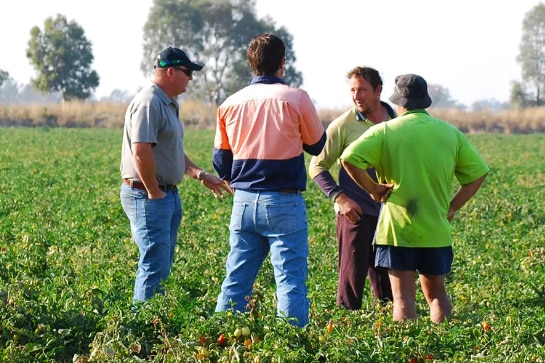A group of workers in a field.