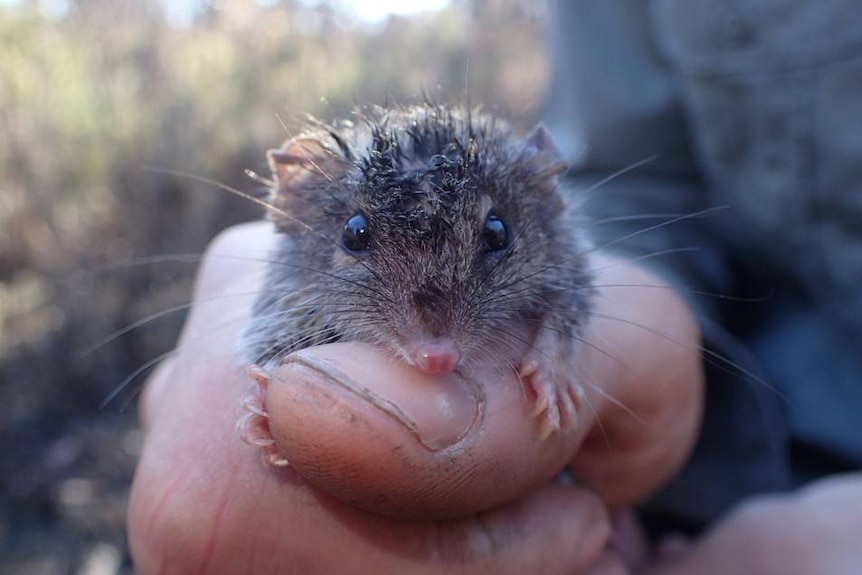 Deakin University researcher Darcy Watchorn holding an agile antechinus.