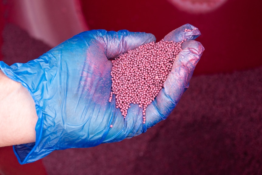 A gloved hand holding canola seeds.