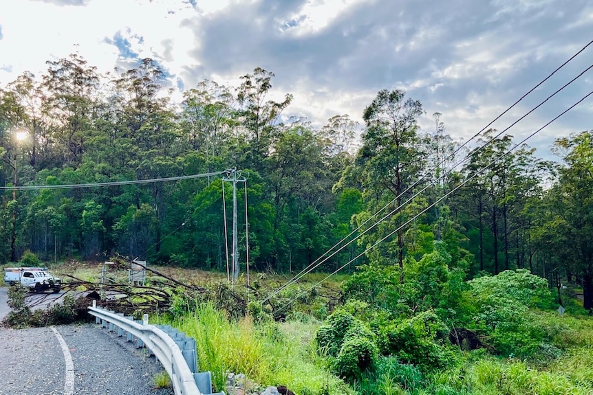 A fallen tree lies across power lines near a roadside in Mount Tamborine