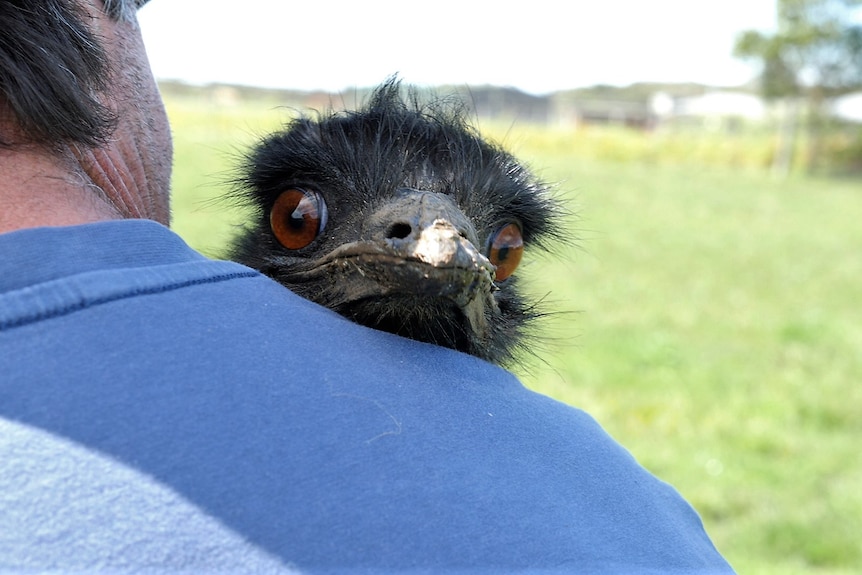 Close up of emu resting its head on a man's shoulder