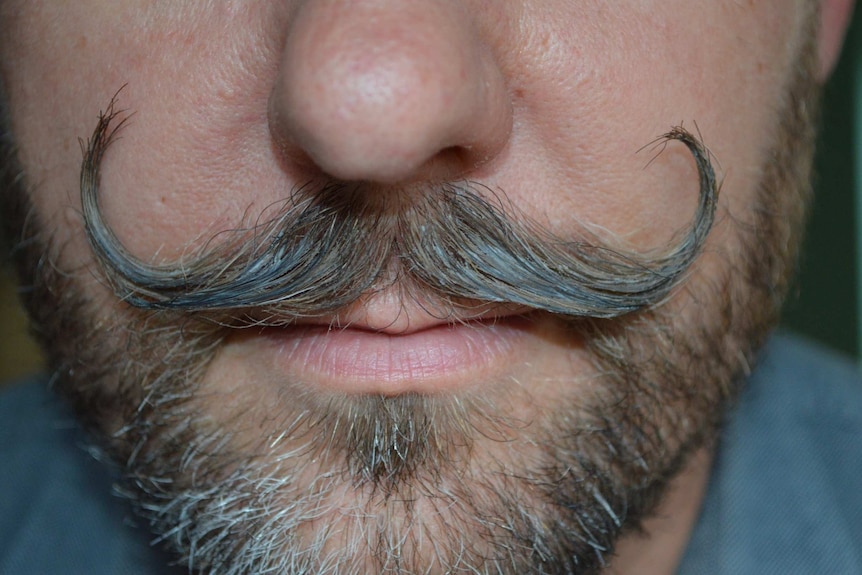 Close up of a man's curly moustache with nose and mouth.