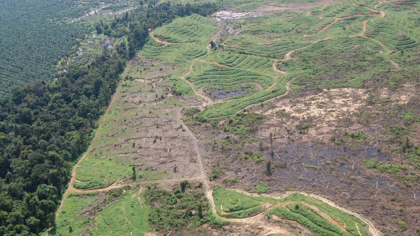 Aerial shot showing a small fragment of forest, surround by cleared land and palm oil plantations