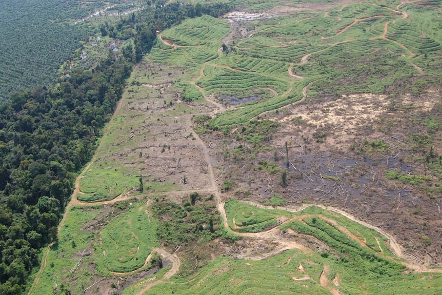 Aerial shot showing a small fragment of forest, surround by cleared land and palm oil plantations