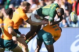A Springboks player loses the ball as he is tackled by a Wallabies opponent.
