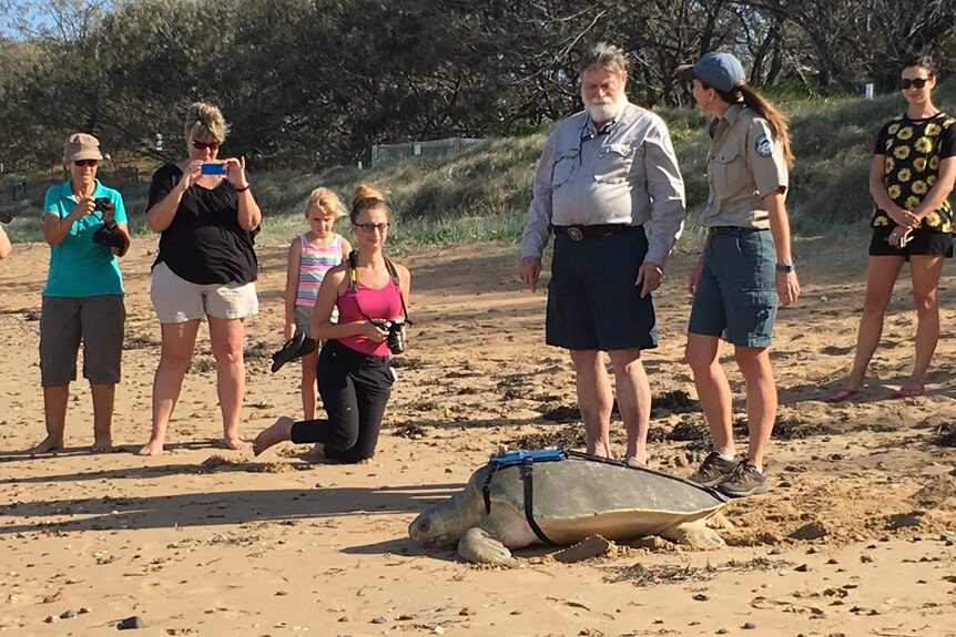 More than a dozen people came to watch a rare flatback return to the ocean