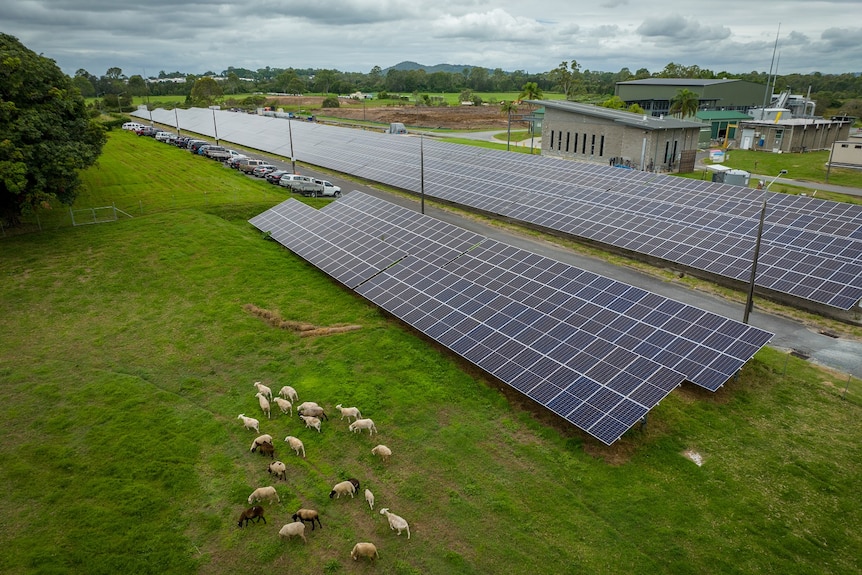 Panneau solaire alimentant l'installation de gazéification des biosolides et les moutons pour l'entretien de l'herbe à Logan