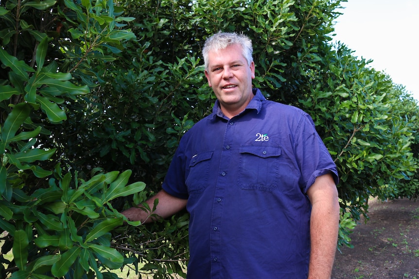 A man wearing a blue shirt stands near a macadamia tree.