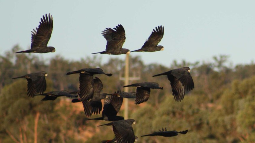 Forest Red-tailed Black cockatoos