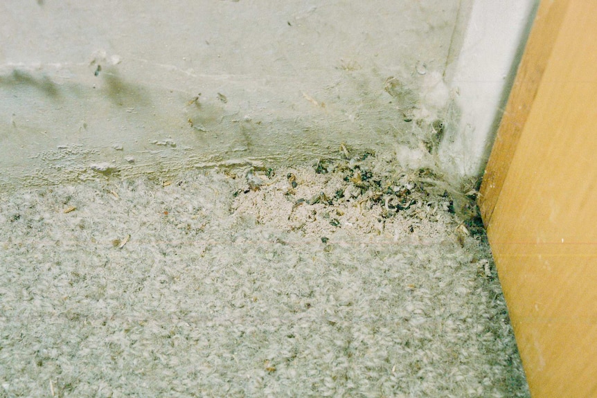 Webbing clothes moth on carpet