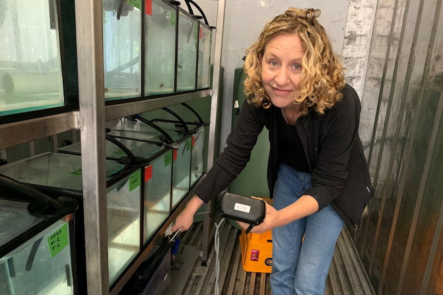 Dr Amina Price checks the water temperature of aquariums in a shipping container 