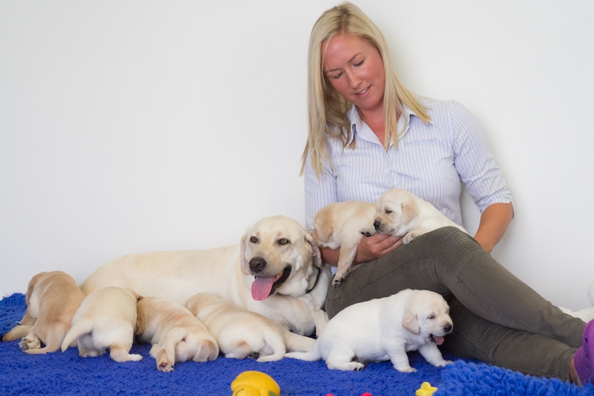 Dr Belinda Dorman has hands on contact with each of the puppies daily.