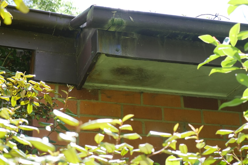 The eaves of an old house in Canberra have asbestos in them