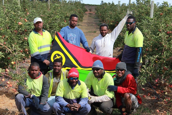 A group of Ni-Vanuatu men in hi-vis hold a Vanuatu flag at a vineyard in Loxton. 