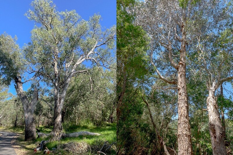 Composite image: red gum tree on left, blue gum on right