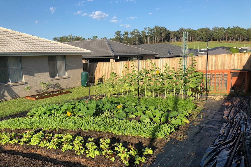 Urban market garden in Port Macquarie.