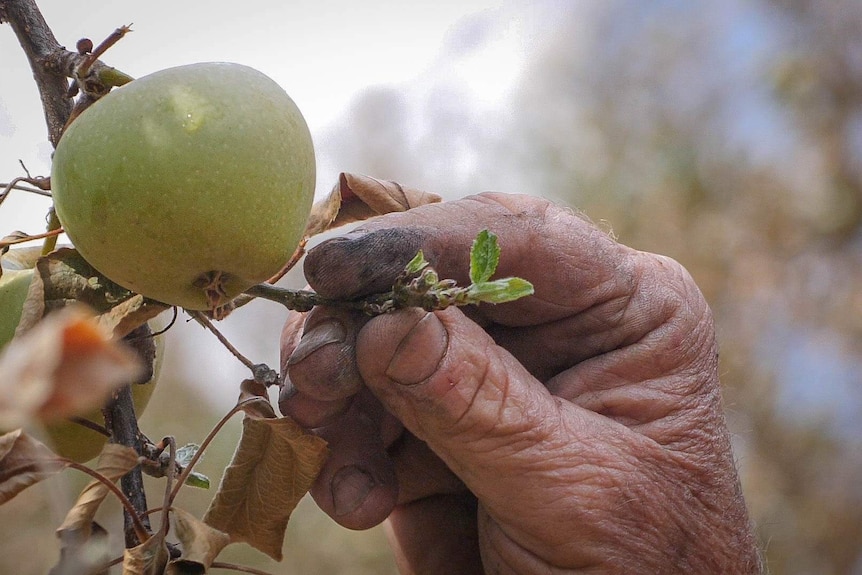 A green apple on a burnt tree, with a hand showing new regrowth just two weeks after fire.