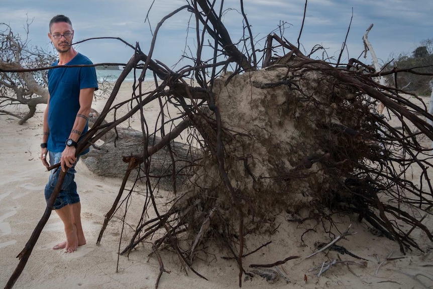 A tree on the beach due to erosion.  Daniel Browning standing beside fallen tree.