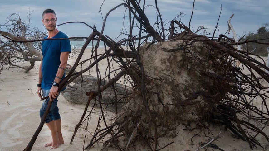 A tree on the beach due to erosion.  Daniel Browning standing beside fallen tree.
