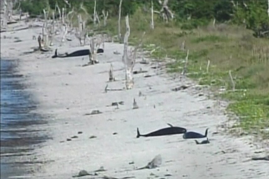 Beached whales along Florida shoreline