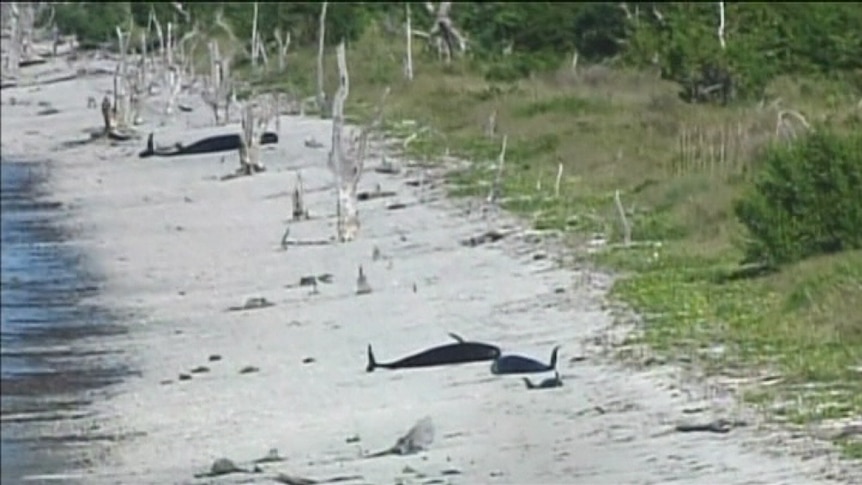 Beached whales along Florida shoreline