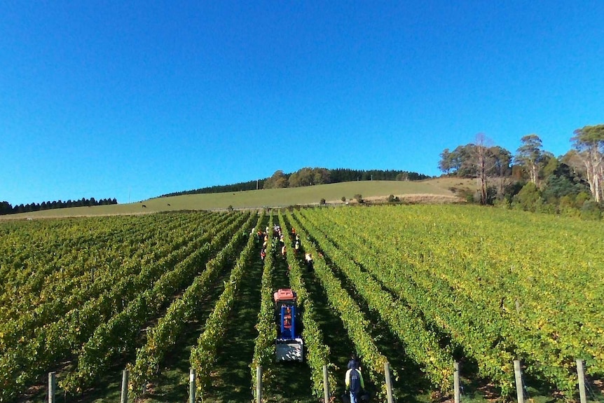 Tasmanian winemaker Andrew Pirie's vineyard.