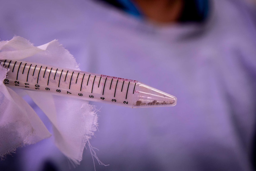 A scientist in a blue lab coat out of focus, holds a test tube with ticks inside.