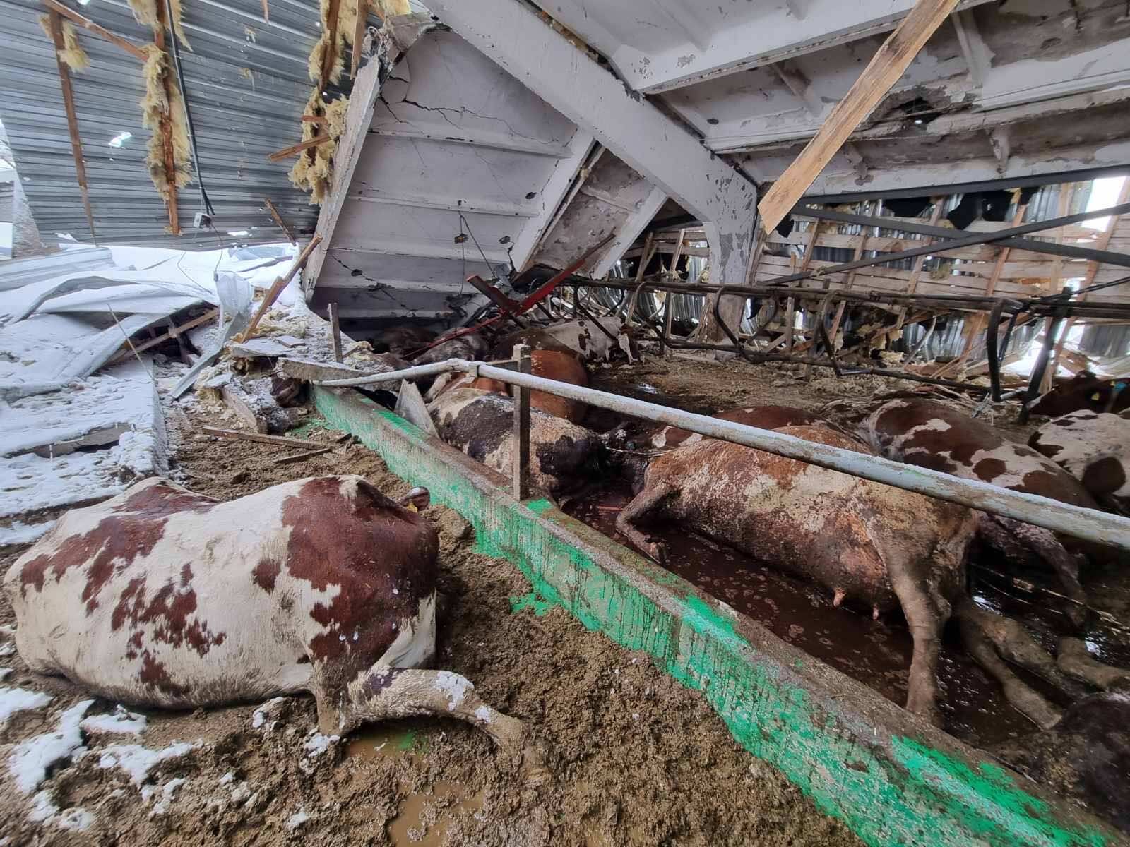 Dead cows in a damaged shed.