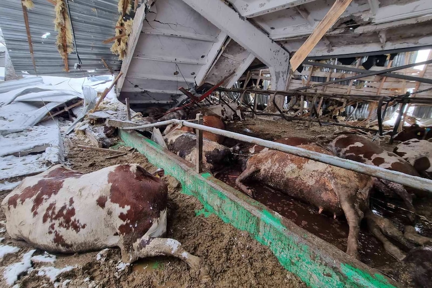 Dead cows in a damaged shed.