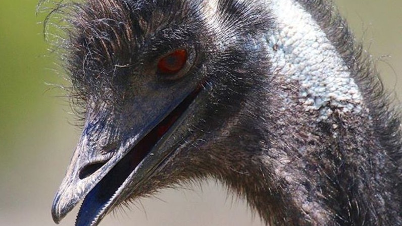 A close up of an emus head