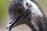 A close up of an emus head
